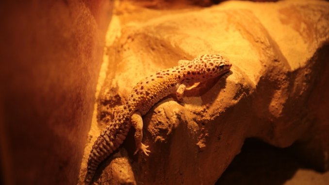 Leopard Gecko Lighting
