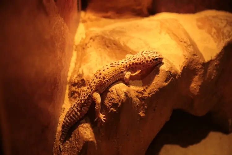 Leopard Gecko Lighting