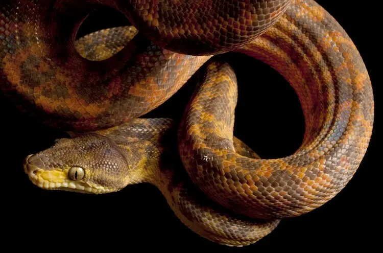 Orange and Brown Speckled Snake