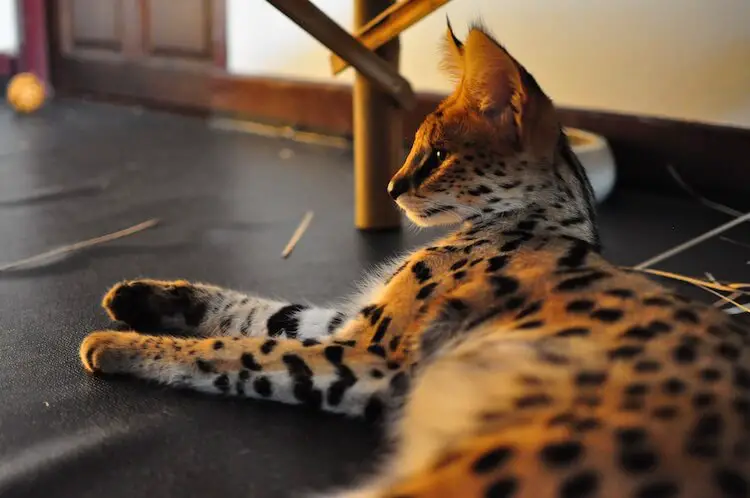 Pet Serval Cat