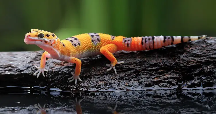 Sub adult Leopard Gecko drinking