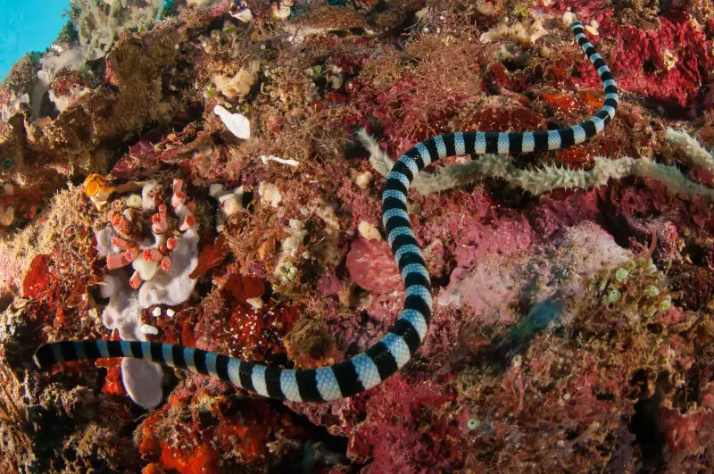 Swimming Belchers Sea Snake