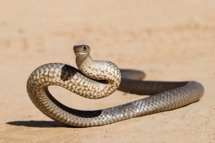 20 Most Venomous Snakes: Deadliest Snakes Ranked By Venom