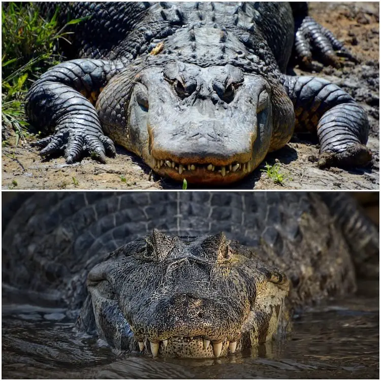 Alligator vs Crocodile. 