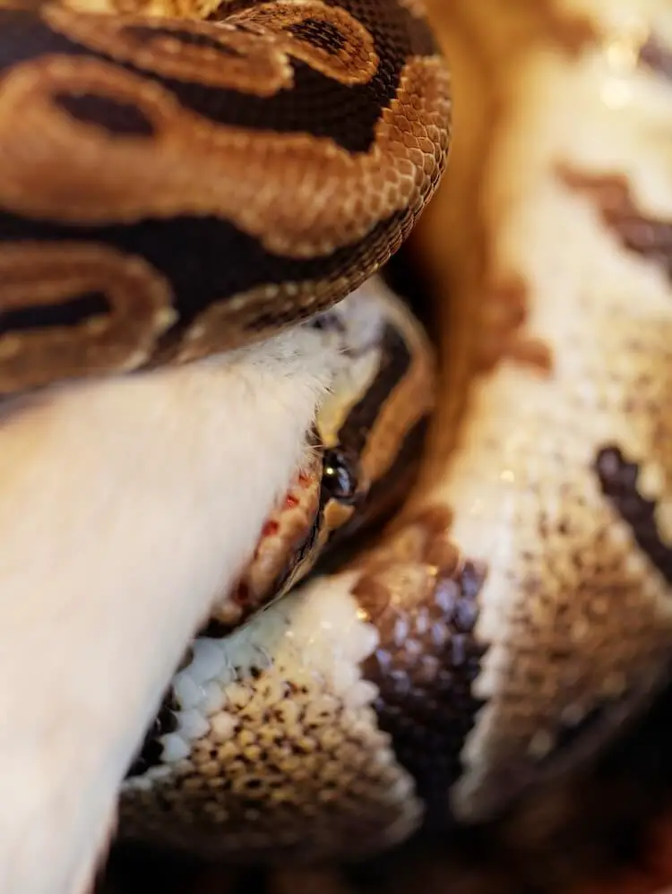 Ball Python Feeding on a Rat