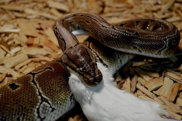 Ball Python Feeding