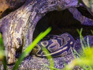 Ball python in its hide