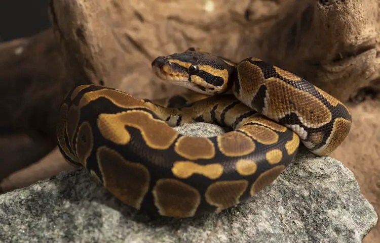 Ball python sitting on a rock in enclosure