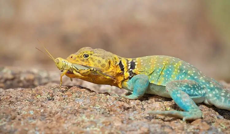  Lagarto de cuello comer un saltamontes