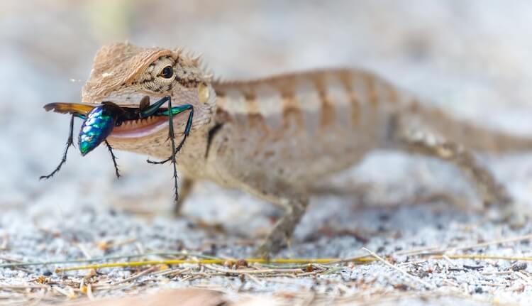 Desert lizard eten van een wesp
