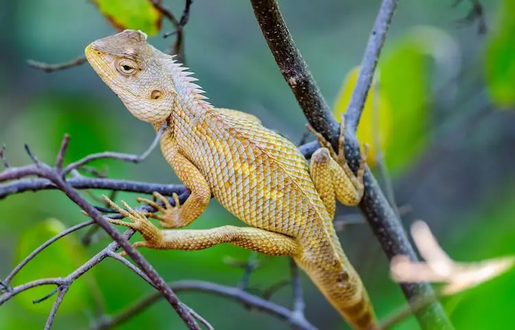 Oriental garden lizard hunting