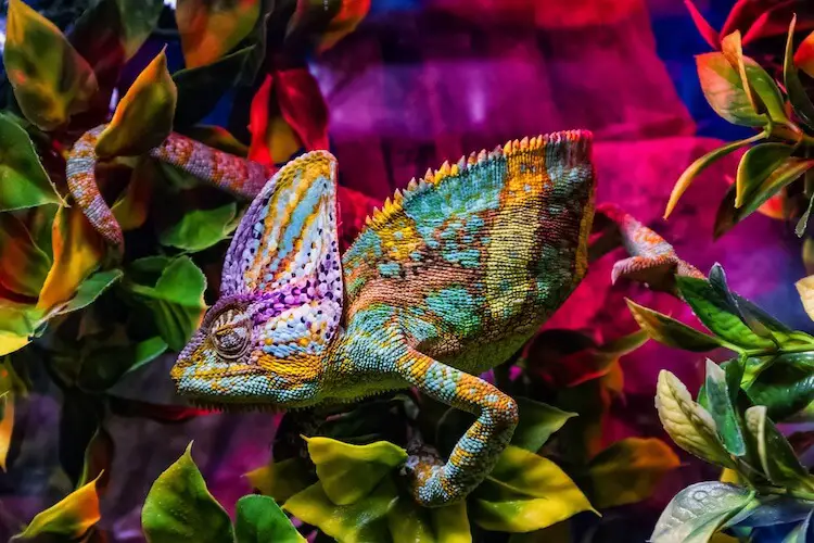 17 Best Pet Chameleons: Types of Chameleon Species - Everything Reptiles