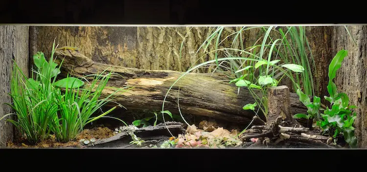 Planted Reptile Terrarium