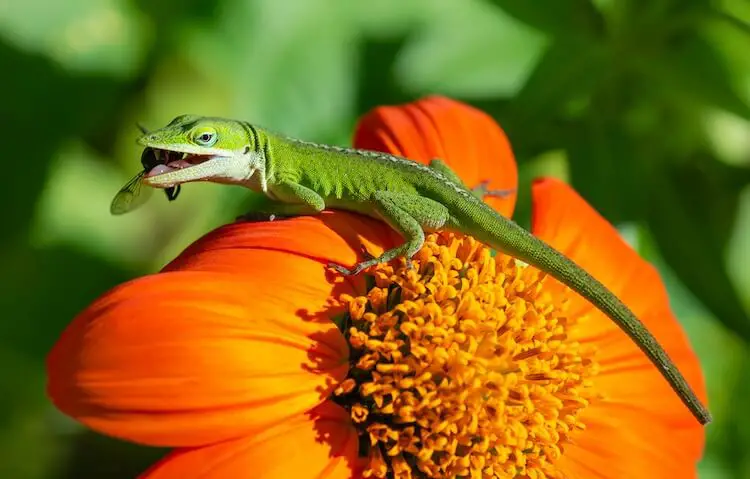 Do lizards eat garden plants