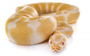 Albino ball python