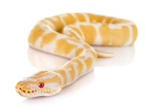 Albino ball python on white background