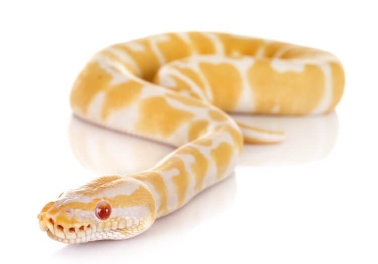 Bullyland 68485 Albino King Python 3 1/2in Snakes 