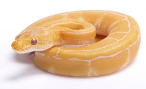 Albino pinstripe ball python