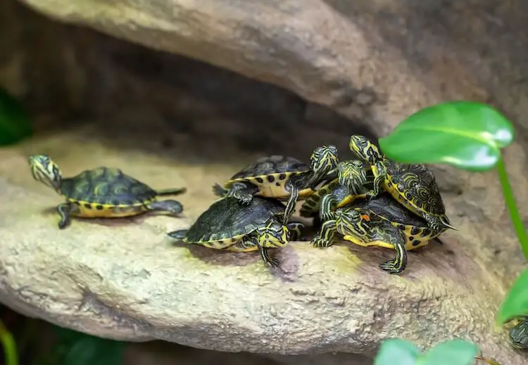 Baby Red Eared Sliders