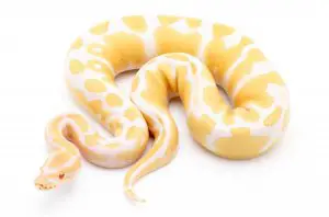 Female adult albino ball python