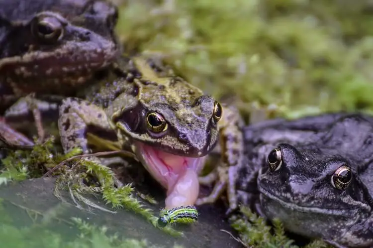 Frogs eating a caterpillar