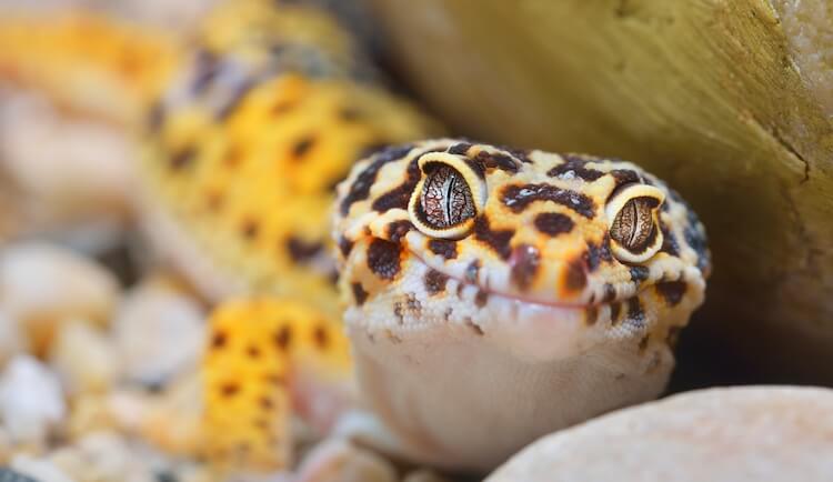 Gecko resting on stones