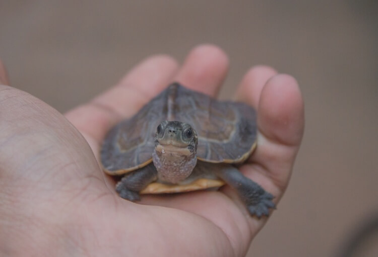 Holding a Turtle