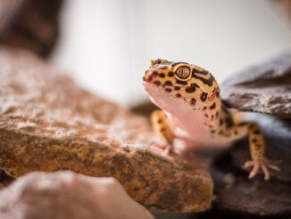 Leopard Gecko Substrate