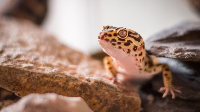 Leopard Gecko Substrate