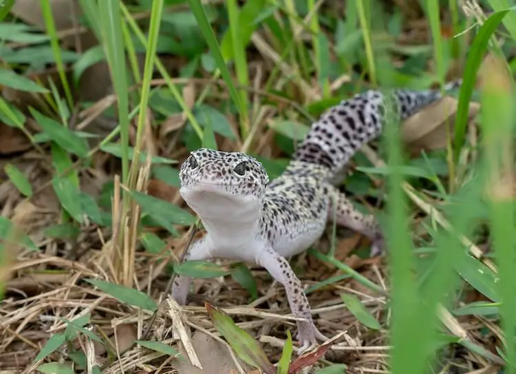Leopard gecko climbing on driftwood