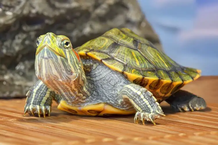 Will a Mud Turtles Eat Baby Red Ear Slider Turtles? 2