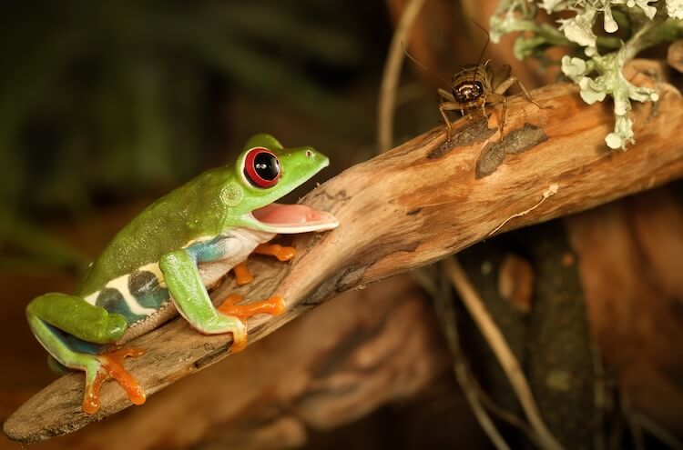 Tree frog hunting a cricket