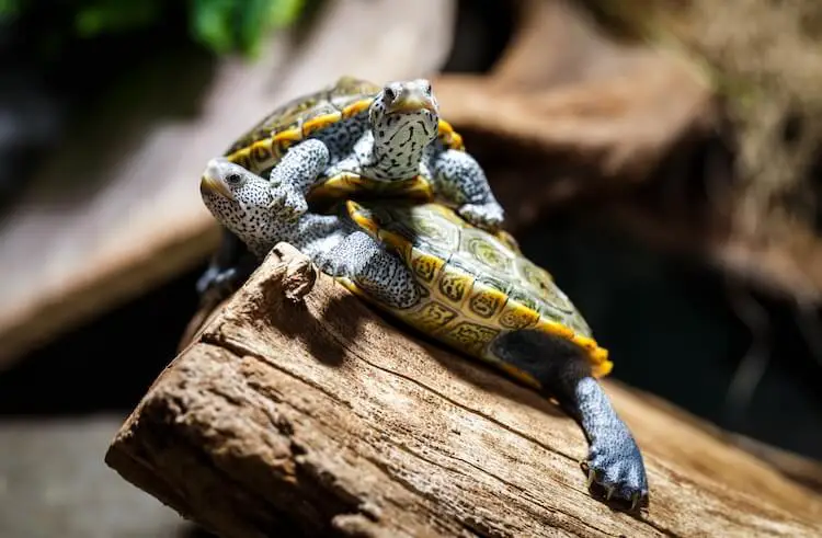 Two terrapins resting on a log in a tank