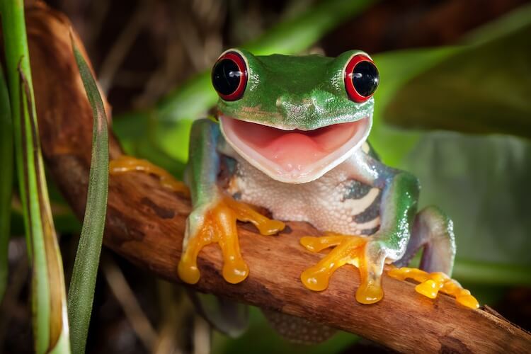 What Do Frogs Eat? Food List & Feeding Guide - Everything Reptiles