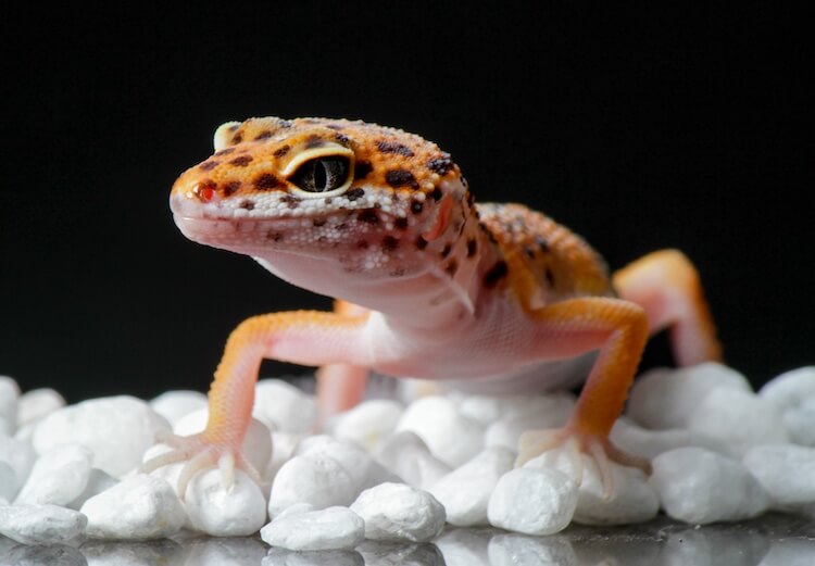 Young leopard gecko standing on white gravel