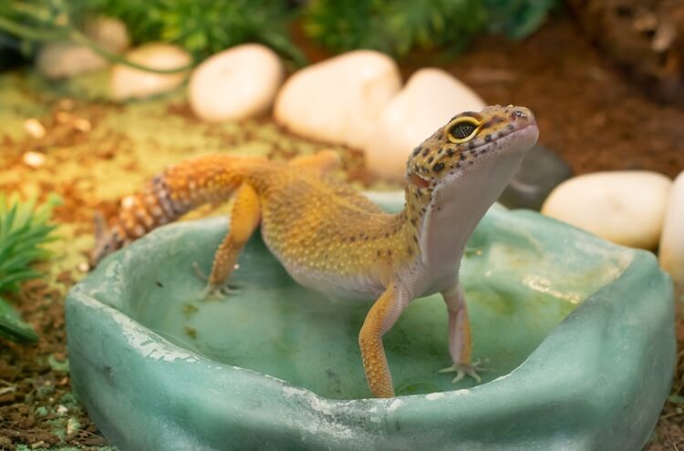 Bathing a leopard gecko