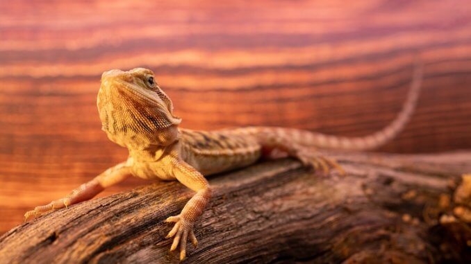 Bearded Dragon Breeders Features
