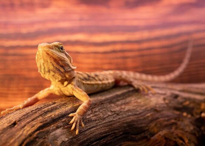 Bearded Dragon Breeders Features