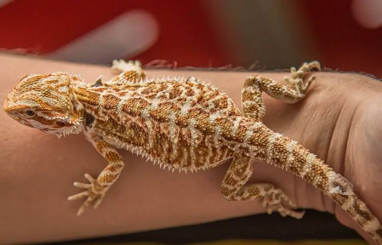 Beardie on a person’s arm