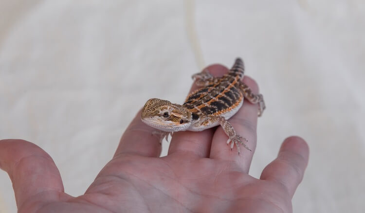 Holding a baby dragon