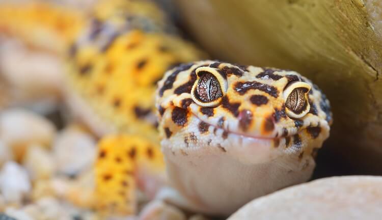 Leopard Gecko Cost