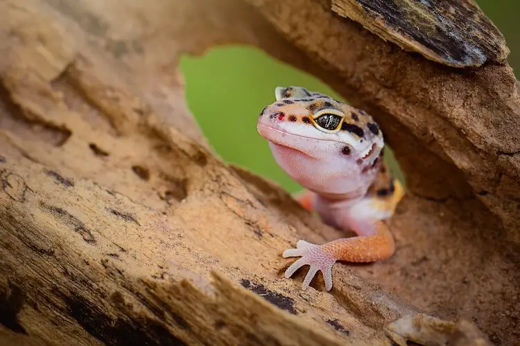 How Much Is A Leopard Gecko? Species Price Guide - Everything Reptiles