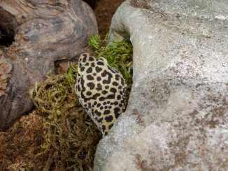 Leopard gecko eating