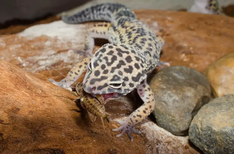 Leopard gecko eating a dusted insect