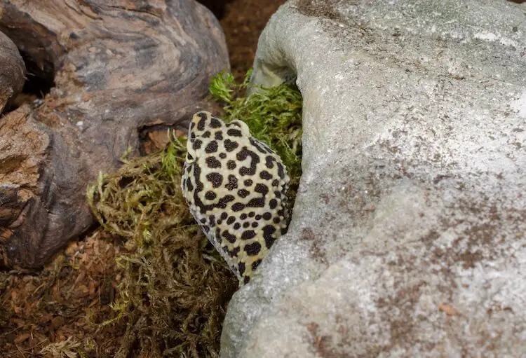 Leopard gecko eating