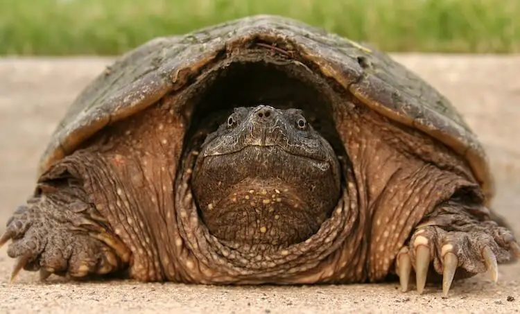 Schnappschildkröte