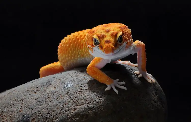 Tangerine leopard gecko morph