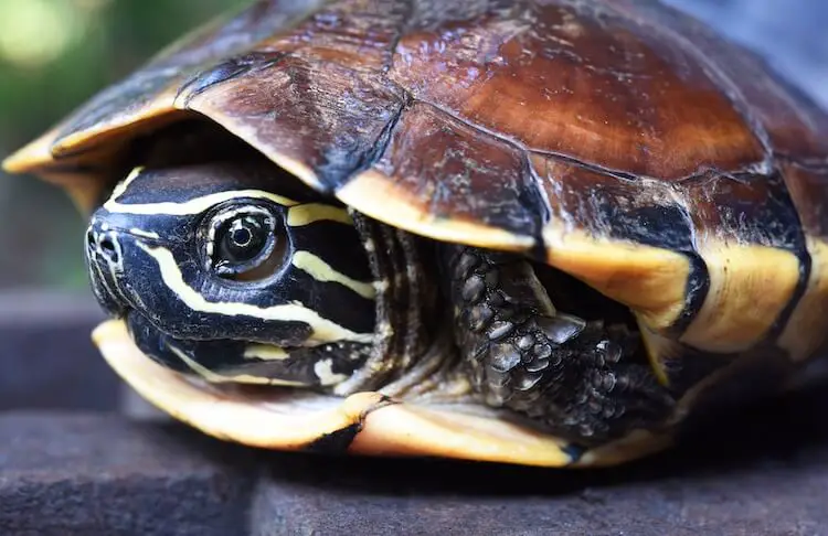 Turtle Inside Its Shell