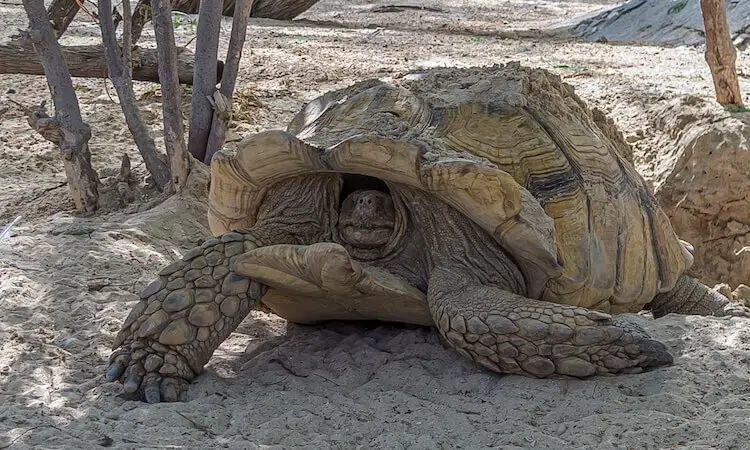 Turtle Pulling Its Head Back