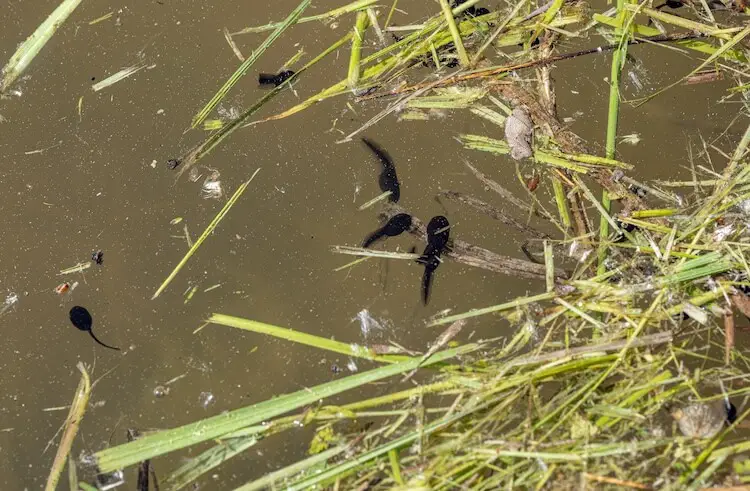 Wild tadpoles eating grass